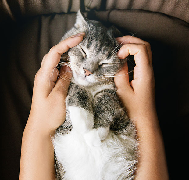 owner-holding-cat Neurology care