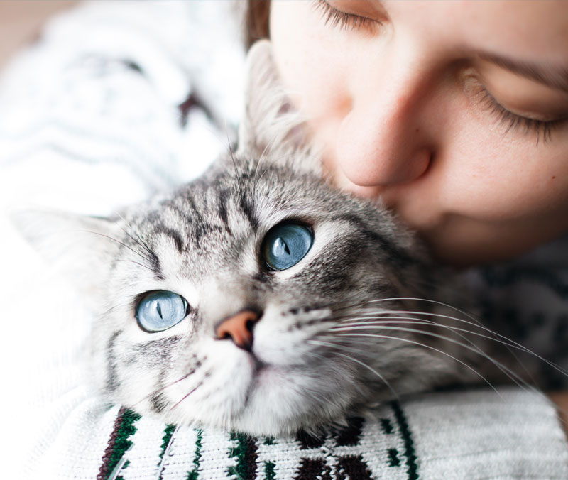 Pet Surgery