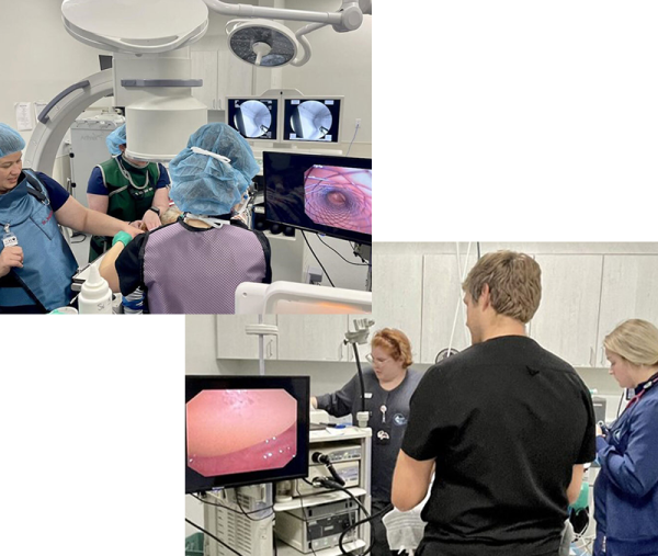 Pet Internal Medicine Vet in Hardeeville New River Veterinary